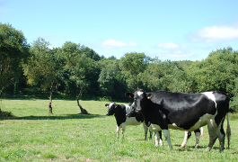 Producción Propia de Leche